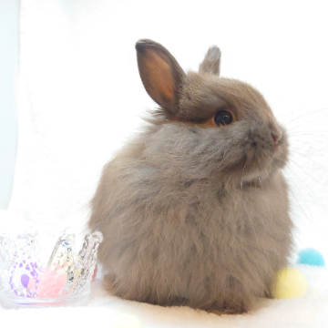 animal_image