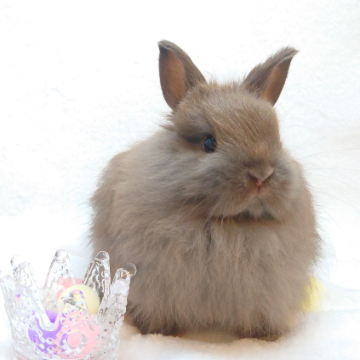 animal_image