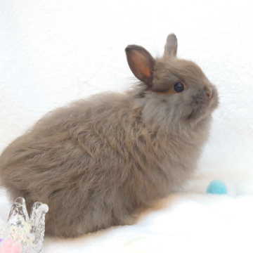 animal_image