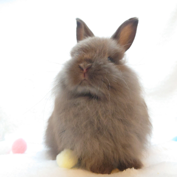 animal_image