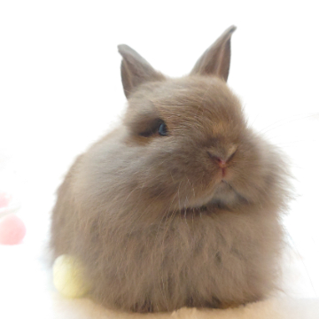 animal_image