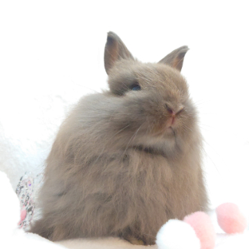 animal_image