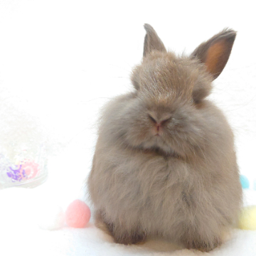 animal_image