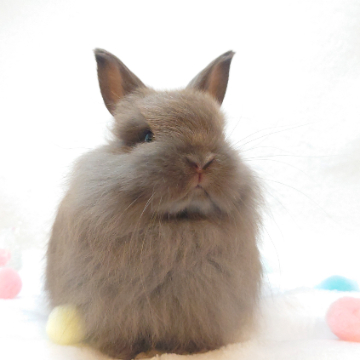 animal_image