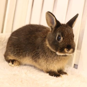 animal_image