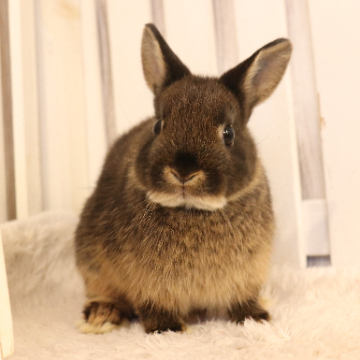 animal_image