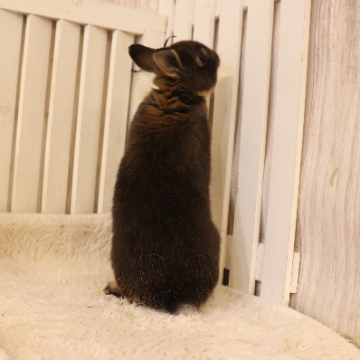 animal_image