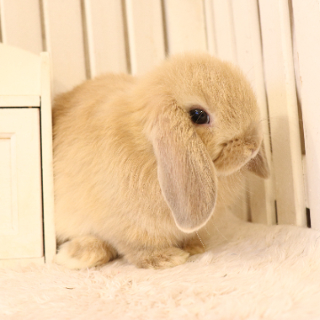 animal_image