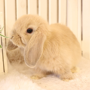 animal_image