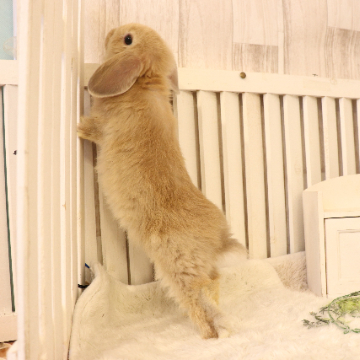animal_image