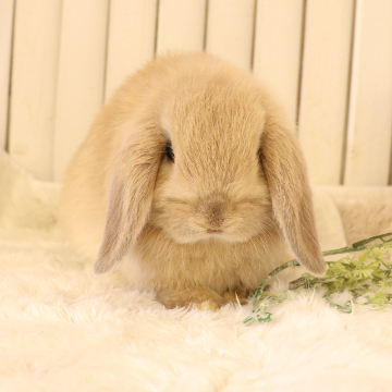 animal_image