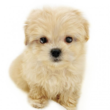 animal_image