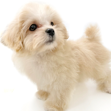 animal_image
