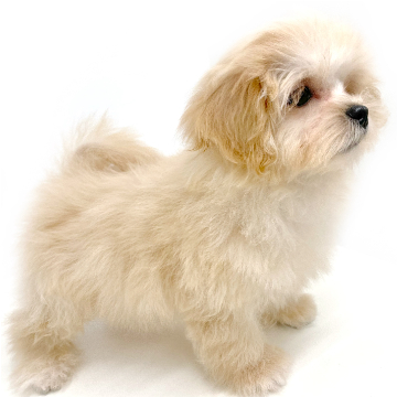 animal_image