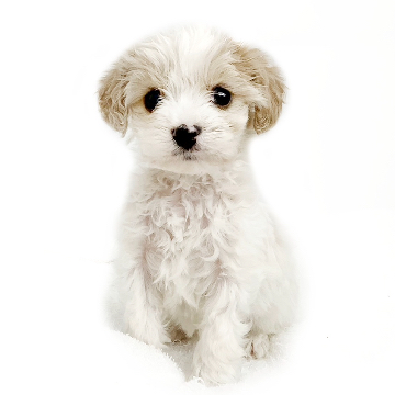 animal_image