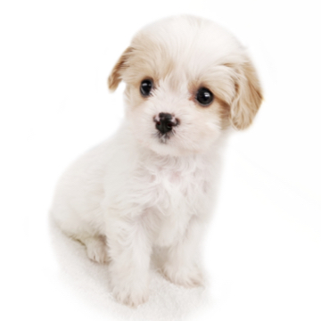 animal_image
