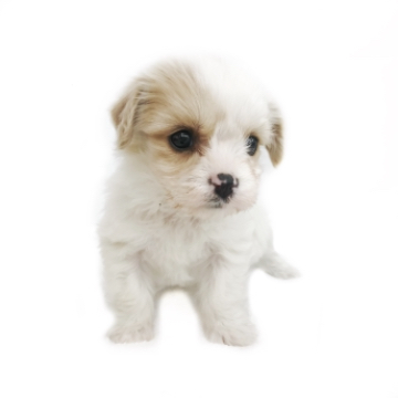 animal_image
