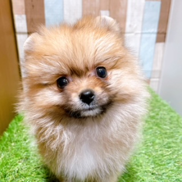 animal_image