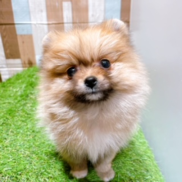 animal_image