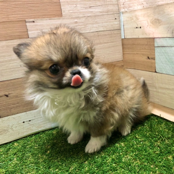 animal_image