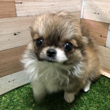 animal_image