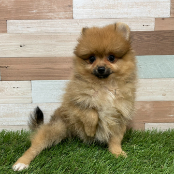 animal_image