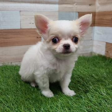 animal_image