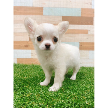 animal_image