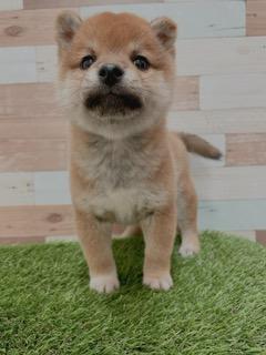 animal_image