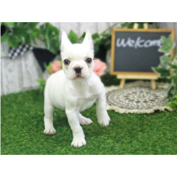 animal_image