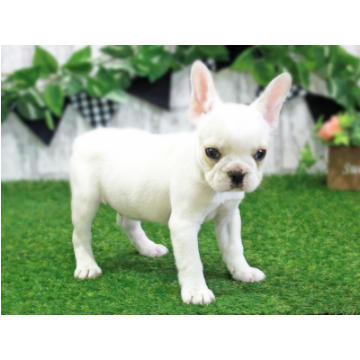animal_image