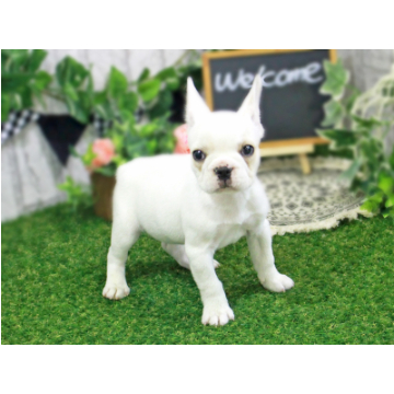 animal_image