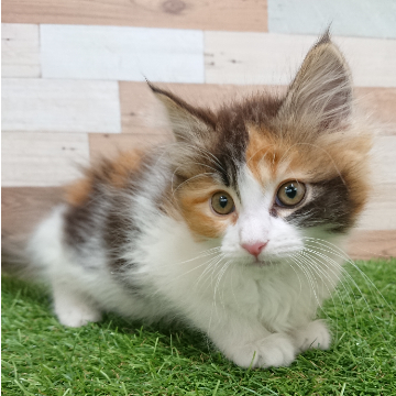 animal_image