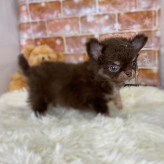 animal_image
