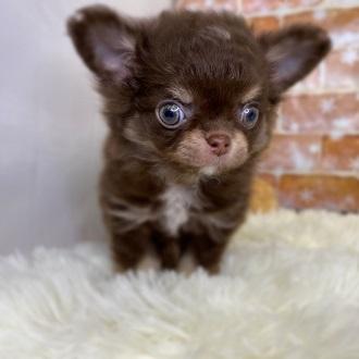 animal_image