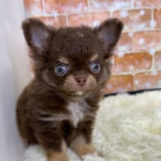animal_image