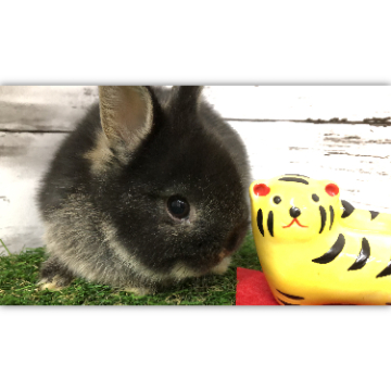 animal_image