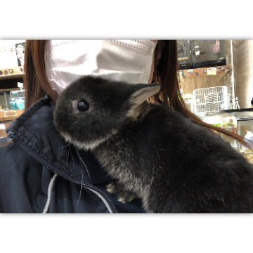 animal_image