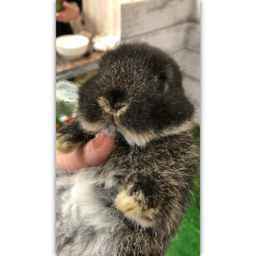 animal_image