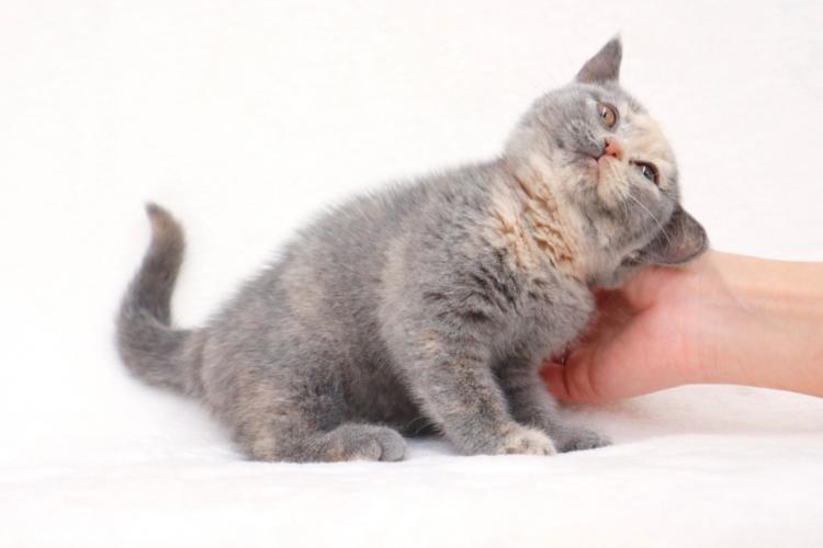 animal_image