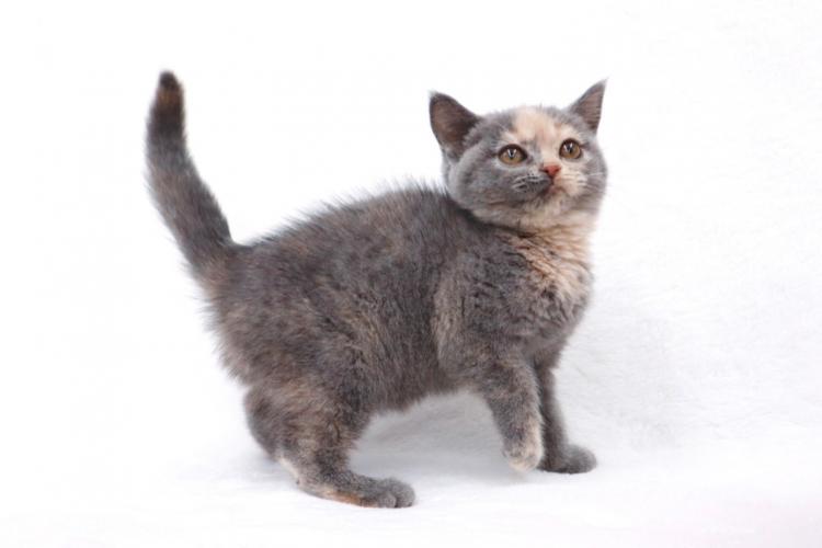 animal_image