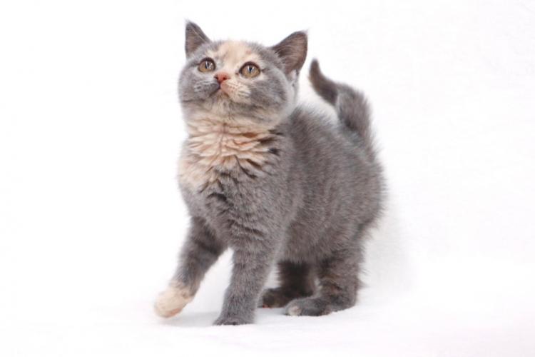 animal_image