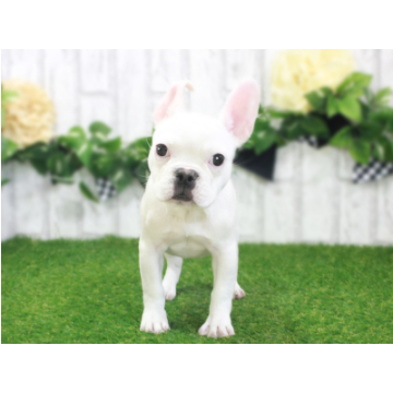 animal_image