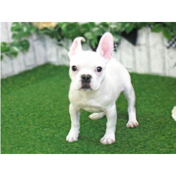 animal_image