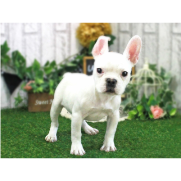 animal_image