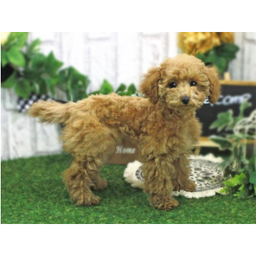 animal_image