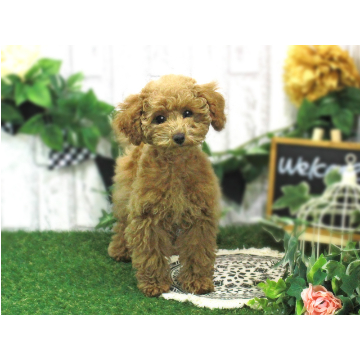 animal_image