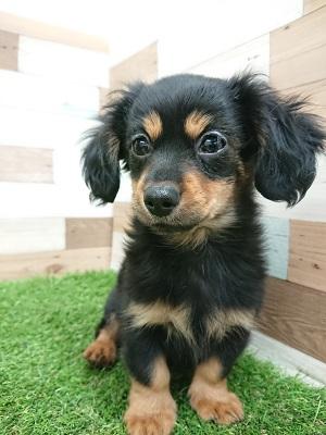 animal_image