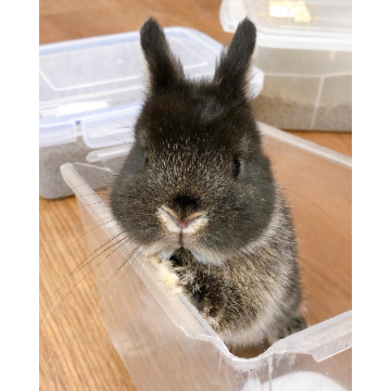 animal_image