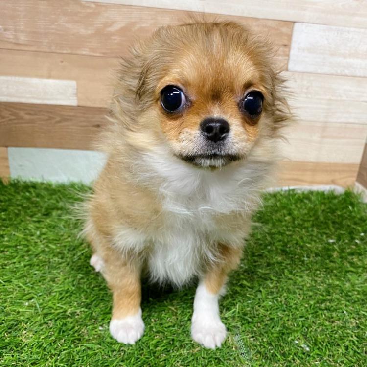 animal_image